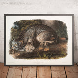 Canada Lynx (Lynx canadensis) by John Woodhouse Audubon, 1845
