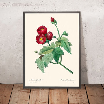 Mauve violette de Pierre-Joseph Redouté, 1802