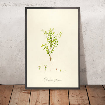 A framed image of Rhexia glandulosa (Plate 27) by Pierre Joseph Redouté, 1813