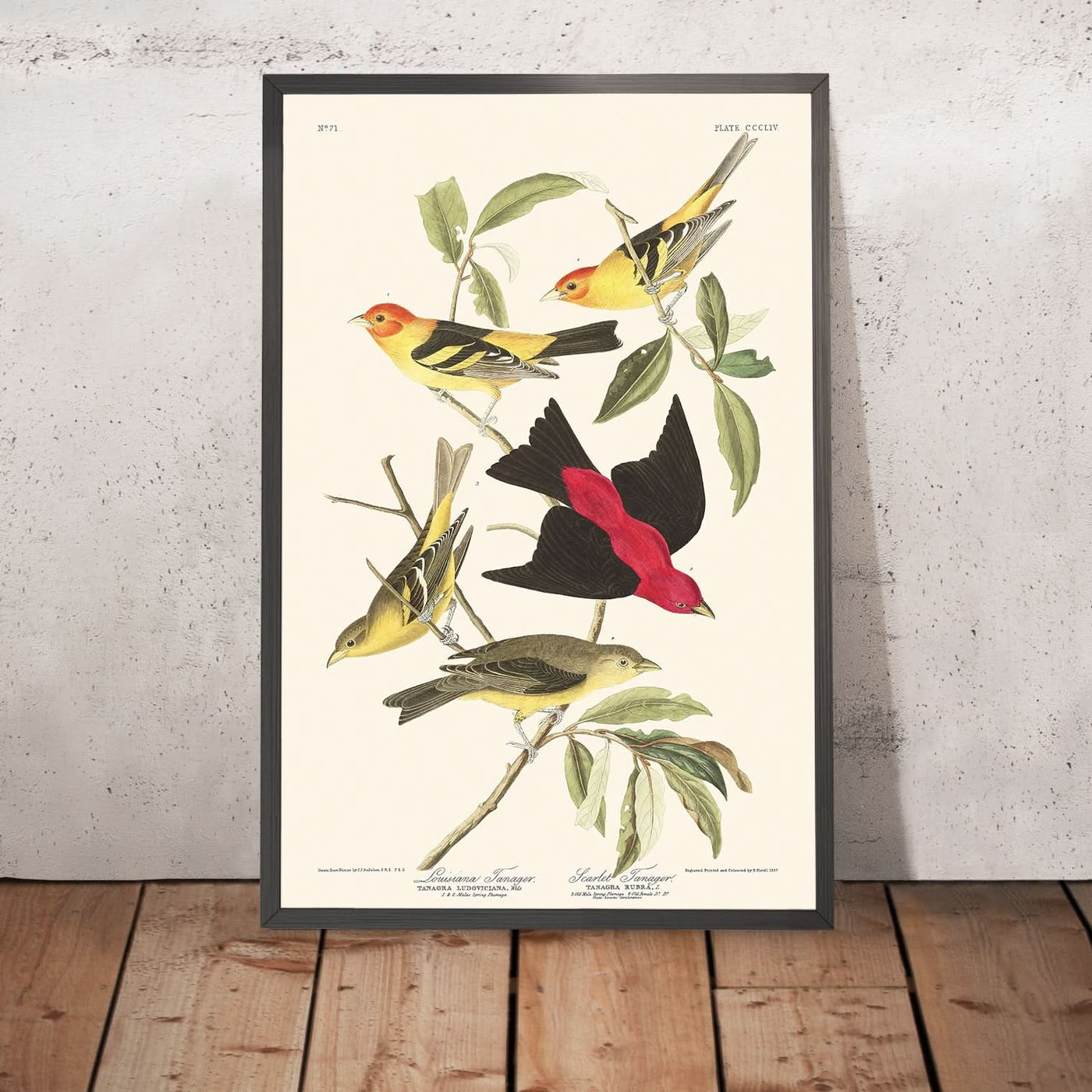 Tangara de Louisiane et Tangara écarlate par John James Audubon, 1827