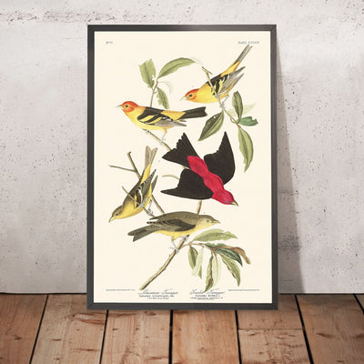 Tangara de Louisiane et Tangara écarlate par John James Audubon, 1827