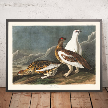 Ein gerahmtes Bild des Schneehuhns von John James Audubon, 1827