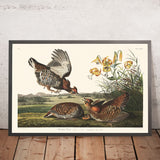 Gallo pinnato di John James Audubon, 1827 
