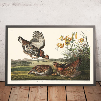 Pinnated Grouse by John James Audubon, 1827