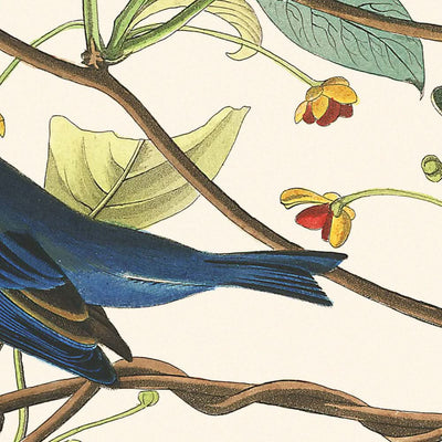 Indigo Bird by John James Audubon, 1827