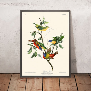Gemalte Fink von John James Audubon, 1827 