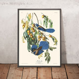 Florida Jay di John James Audubon, 1827 
