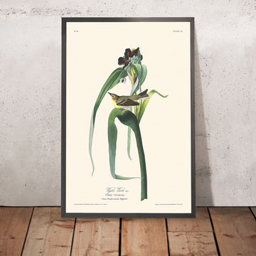 Vigors Vireo di John James Audubon, 1827 