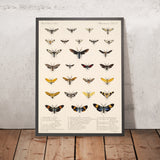 Moths (Lepidoptera-Heterocera, Plate 72) by Frederick DuCane Godman, 1879