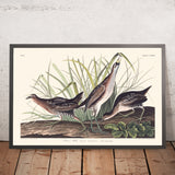 Sora, oder Rail von John James Audubon, 1827 