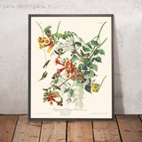 Colibrì dal collo rubino di John James Audubon, 1827 