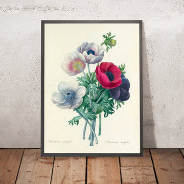 A framed image of Anemone simplex (Plate 8) by Pierre Joseph Redouté, 1827