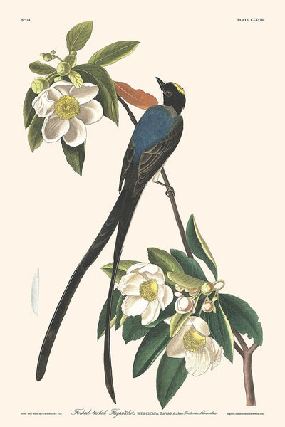 Gabelschwanz-Fliegenschnäpper von John James Audubon, 1827 