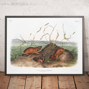 A framed image of 