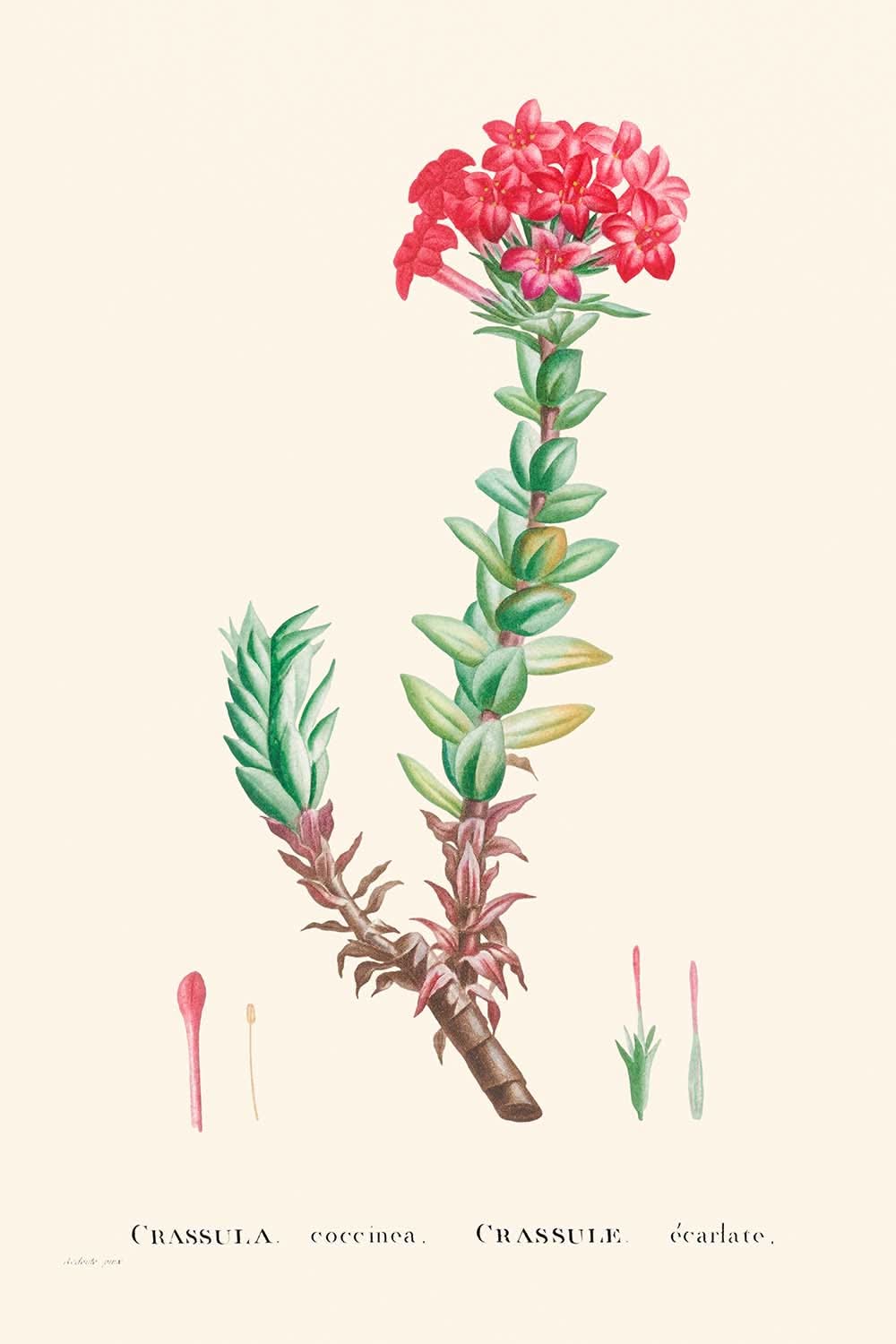 Crassula roja de Pierre-Joseph Redouté, 1802