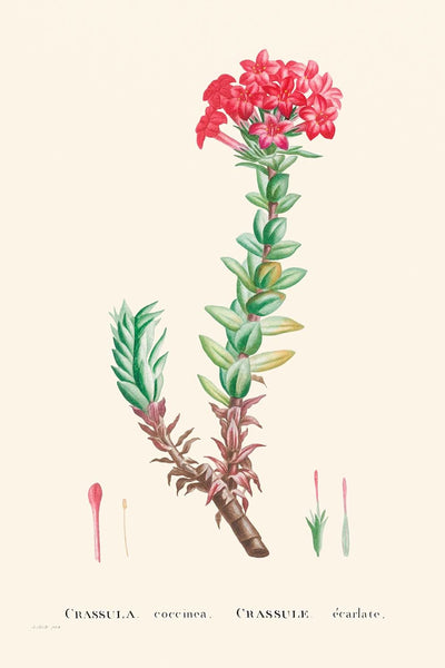 Crassula roja de Pierre-Joseph Redouté, 1802