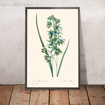 Lirio de maíz africano de Pierre-Joseph Redouté, 1802