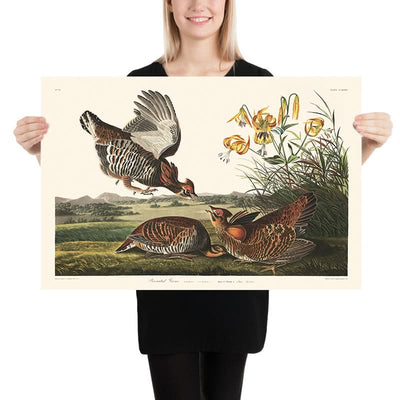 Pinnated Grouse by John James Audubon, 1827