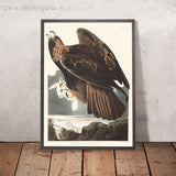 Aquila reale di John James Audubon, 1827 
