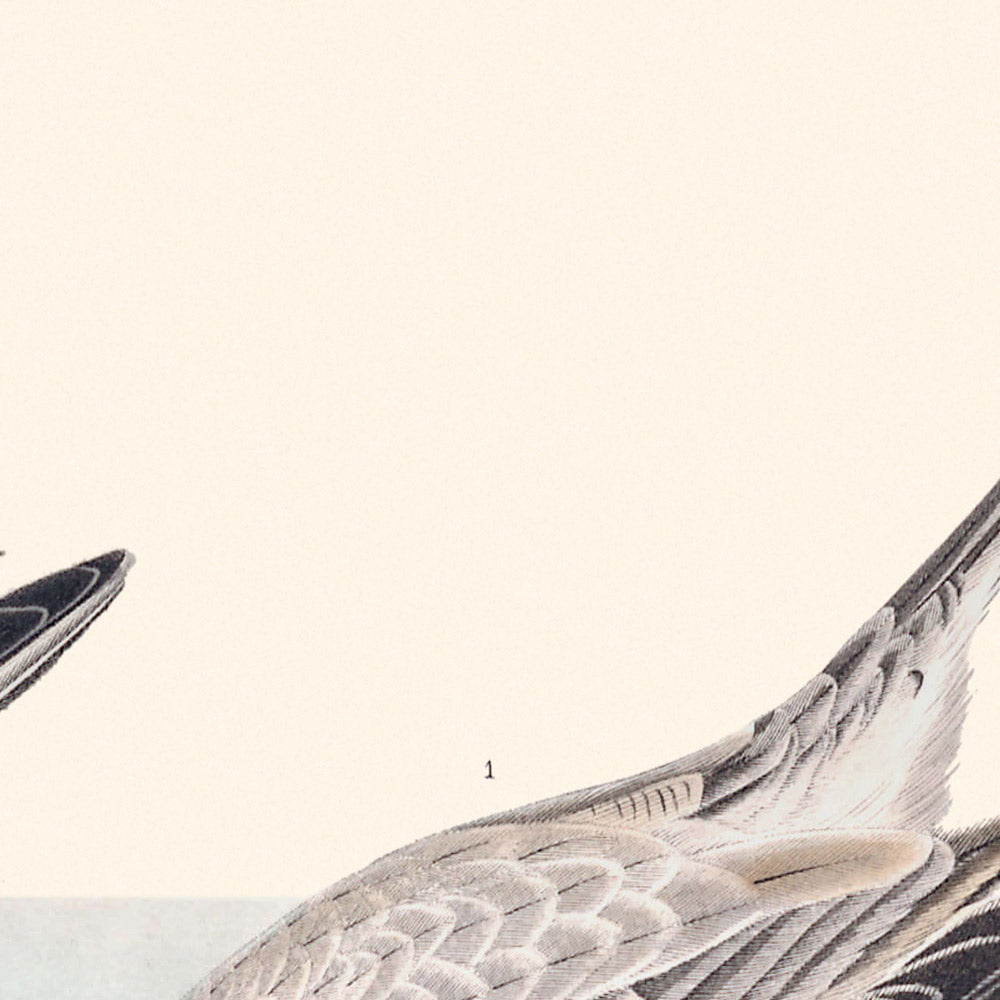 Sanderling par John James Audubon 1827 
