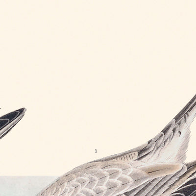 Sanderling par John James Audubon 1827 