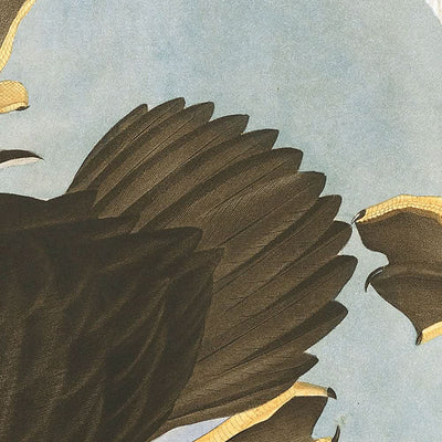 Goldaugenente (Tafel 342) von John James Audubon, 1827 