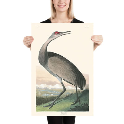 Hooping Crane by John James Audubon, 1827