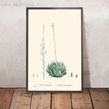 Cobweb Aloe von Pierre-Joseph Redouté, 1802 