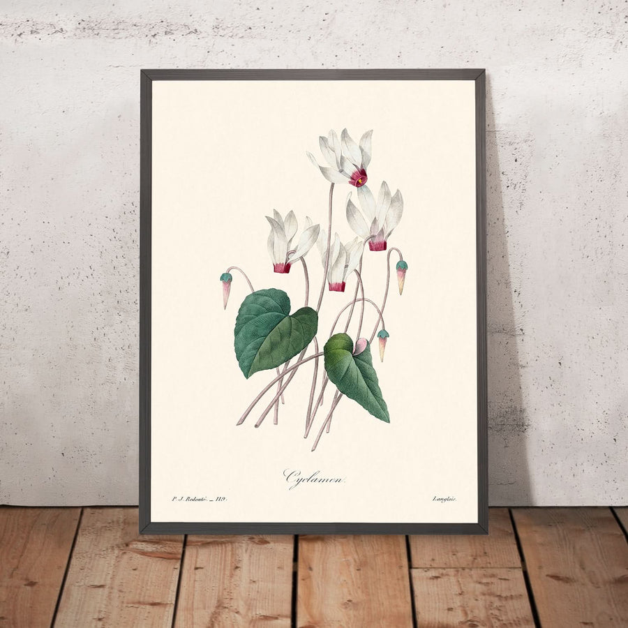 Ciclamino di Pierre-Joseph Redouté, 1802 