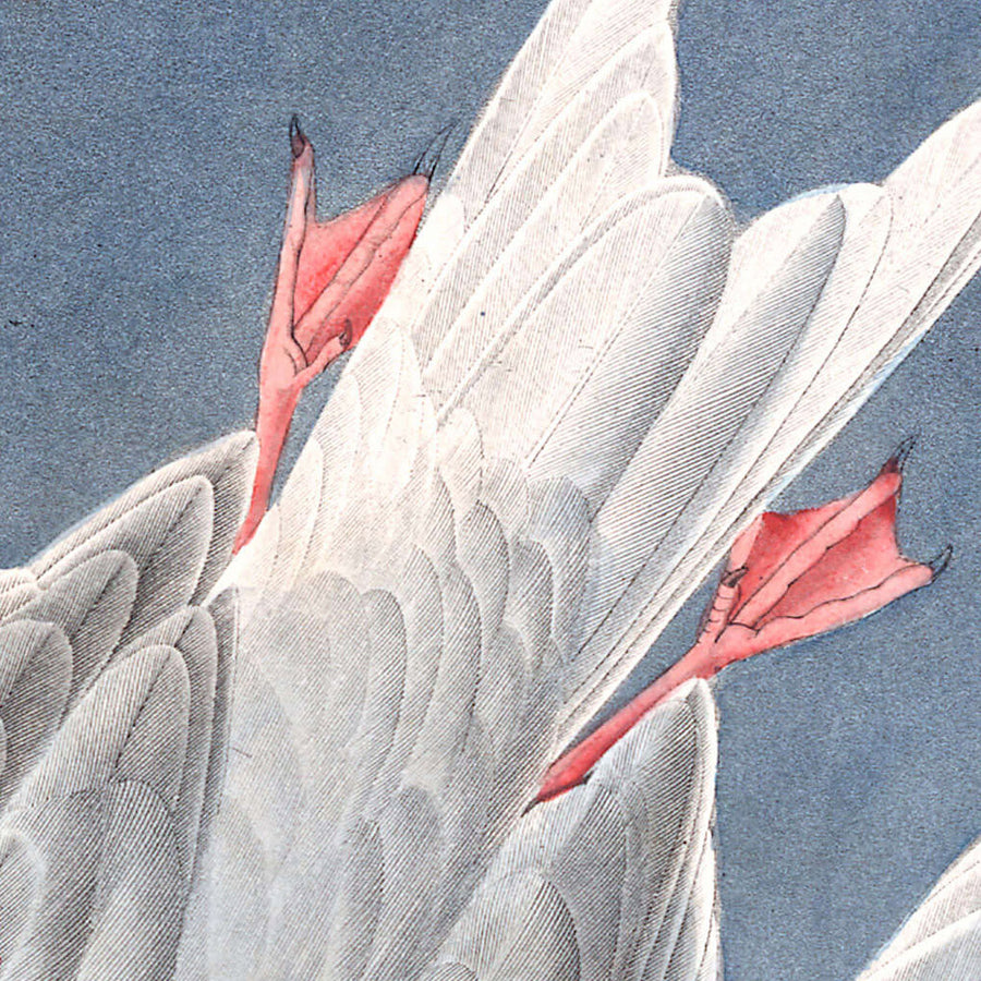 Tern roseo di John James Audubon, 1827 