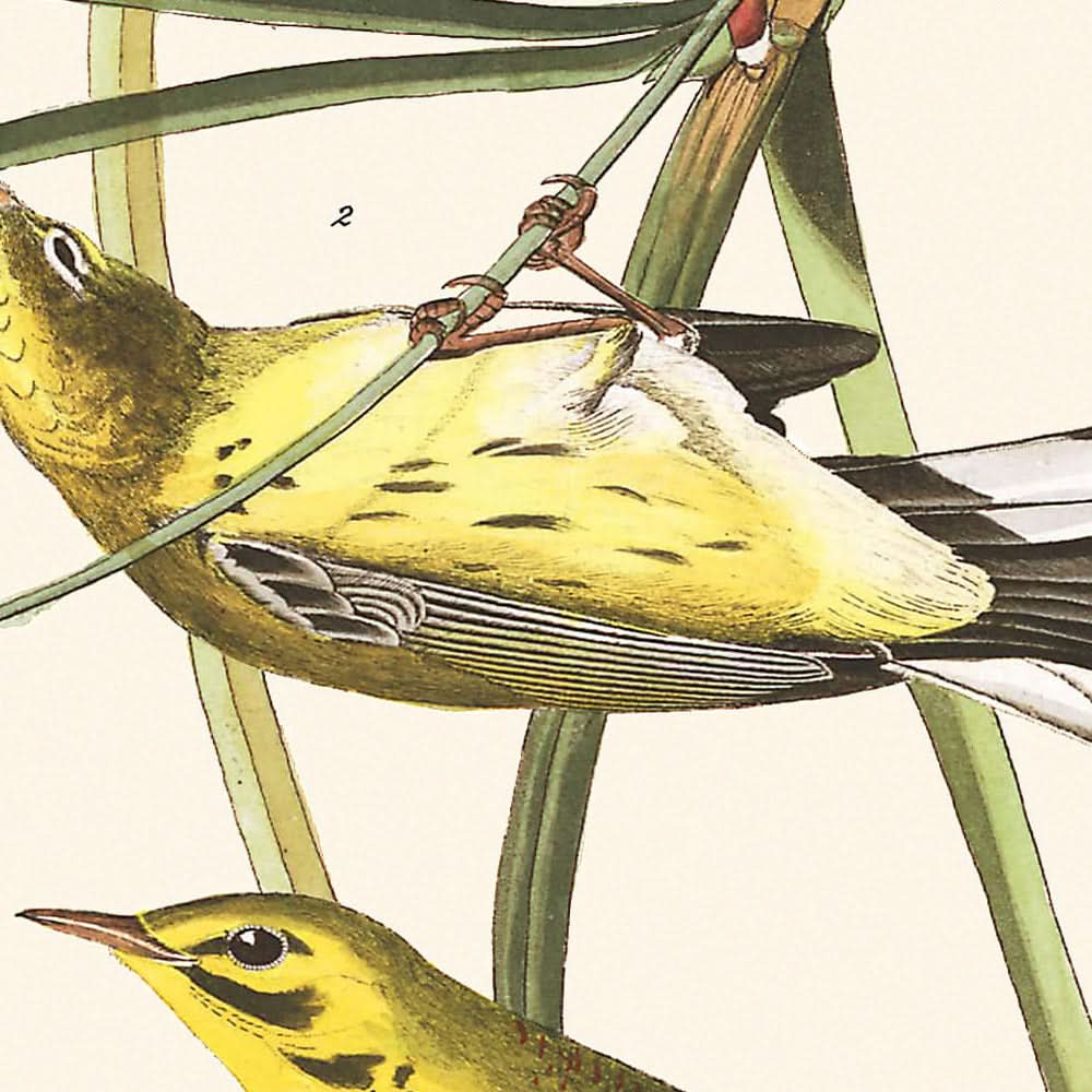 Prairie Warbler by John James Audubon, 1827