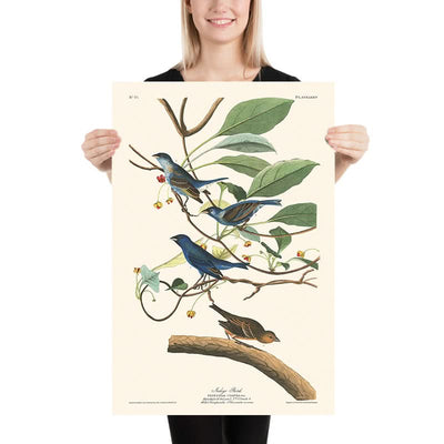 Indigo Bird by John James Audubon, 1827