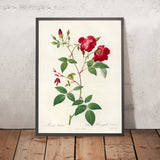 China Rose (Rosa indica) by Pierre Joseph Redouté, 1817