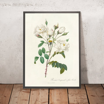 A framed image of White Campanula Rose (Rosa campanulata alba) by Pierre Joseph Redouté, 1817