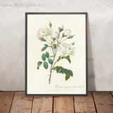 White Campanula Rose (Rosa campanulata alba) by Pierre Joseph Redouté, 1817