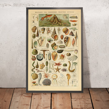 A framed image of Molluscs by Adolphe Millot 1890
