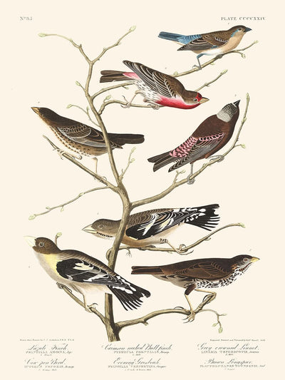 Lazuli-Fink, Rothals-Bullfinch, Graukopf-Zilpzalp, Kuhstallvogel, Abendgrosbeak, Brauner Langspur von John James Audubon, 1827 
