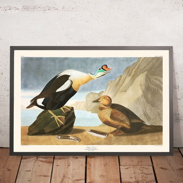 Re Anatra di John James Audubon, 1827 