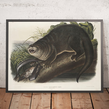 A framed image of 