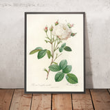 Cabbage Rose (Rosa centifolia mutabilis) by Pierre Joseph Redouté, 1817