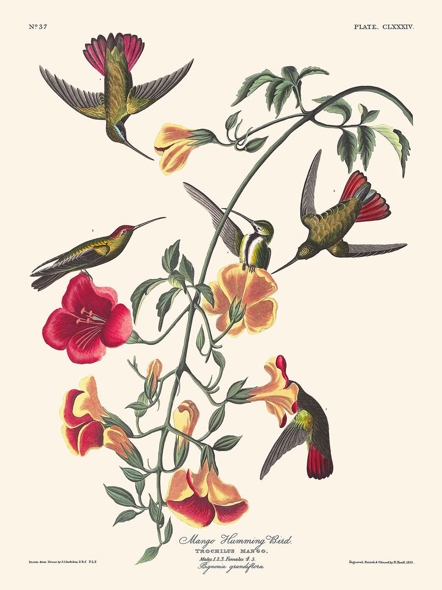 Colibrì Mango di John James Audubon, 1827 