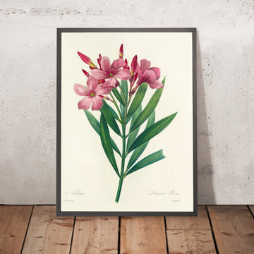 A framed image of Oleander (Nerium, Plate 40) by Pierre Joseph Redouté, 1827