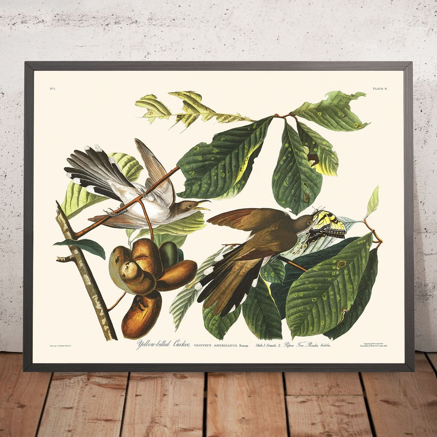 Cuculo dal becco giallo di John James Audubon, 1827 