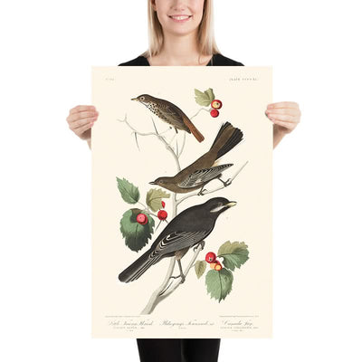 Little Tawny Thrush Ptiliogony's Townsendi Canada Jay by John James Audubon 1827