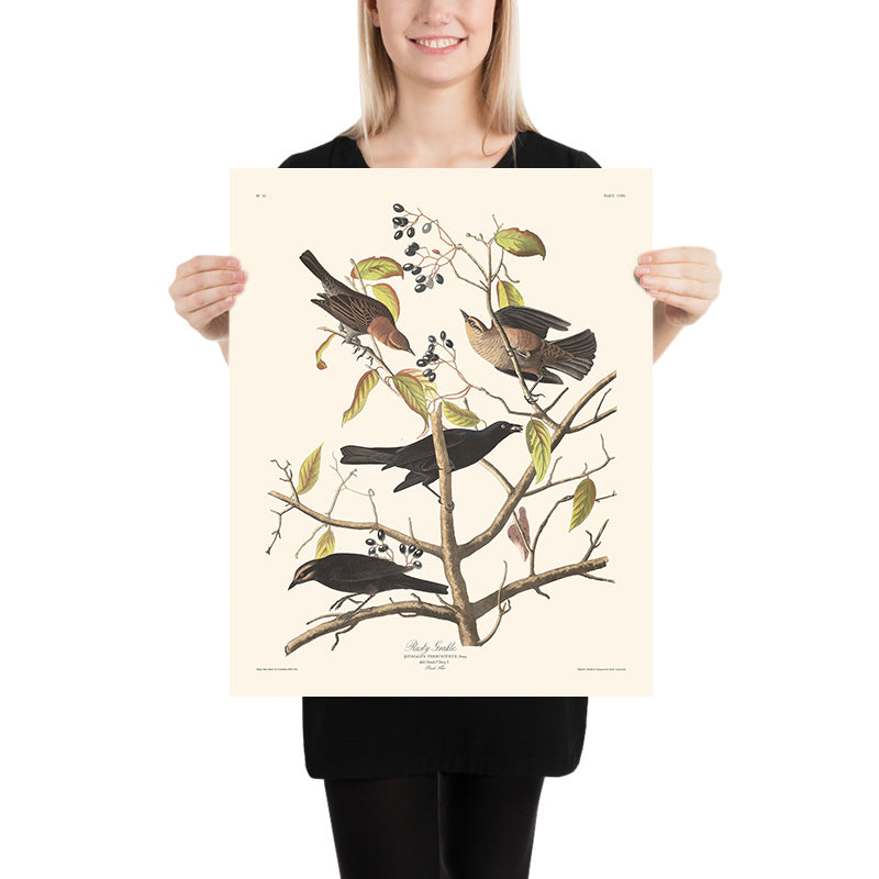 Grackle Oxidado de John James Audubon 1827 