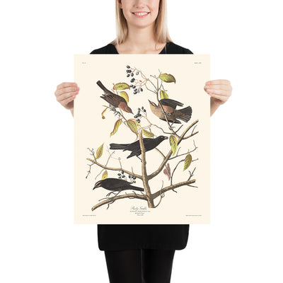 Grackle Oxidado de John James Audubon 1827 