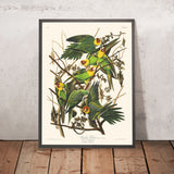 Perroquet de Caroline par John James Audubon, 1827