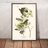 Small Green Crested Flycatcher by John James Audubon, 1827