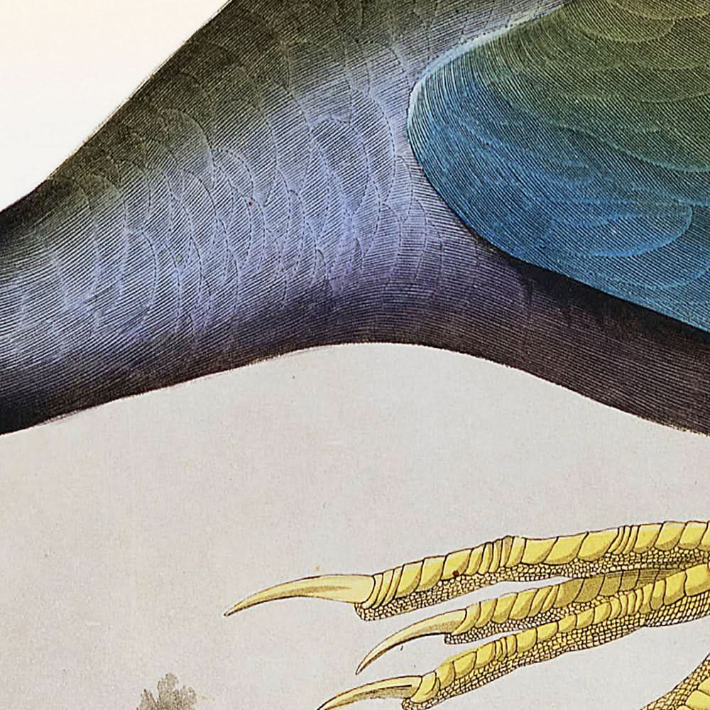 Purple Gallinule by John James Audubon, 1827