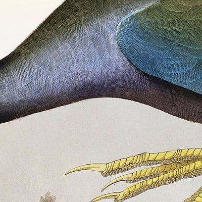 Purple Gallinule by John James Audubon, 1827